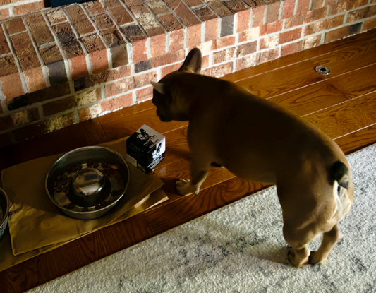 Meet Busya: A Frenchie Spotlight