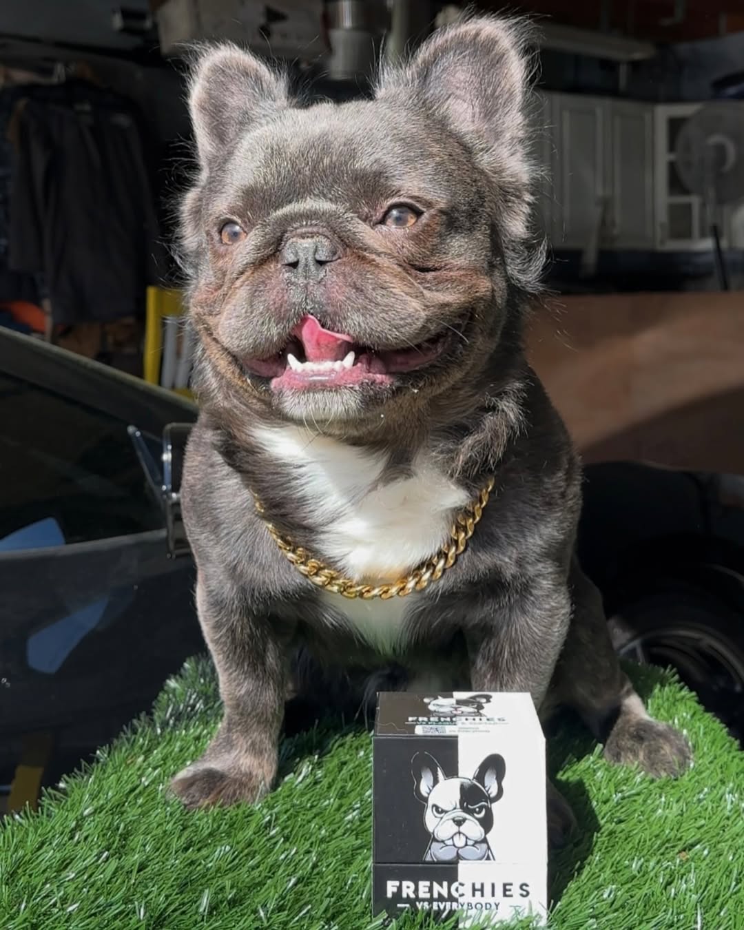 Spotlight on Baloo: A Fluffy Frenchie on a Dental Health Mission