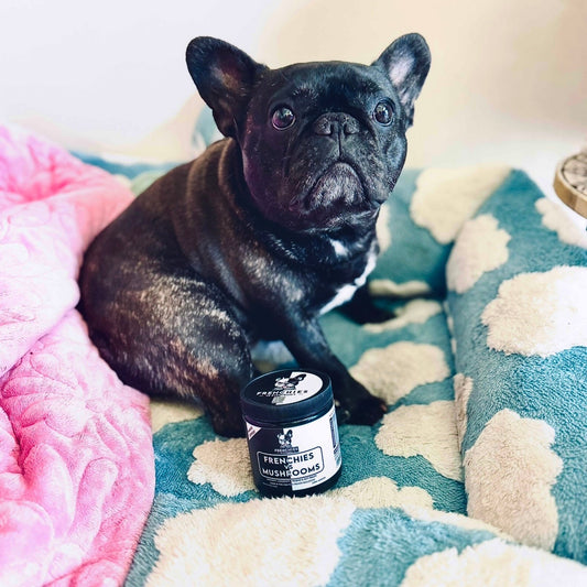 Meet Eddi: A Frenchie Spotlight