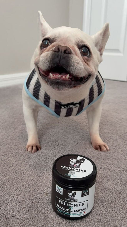 Spotlight on Lola: The Frenchie with Fresh Breath and Big Attitude!