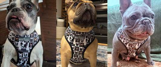 The Beast & Buckle x Frenchies vs Everybody Colab Harness Drop Happens Saturday!