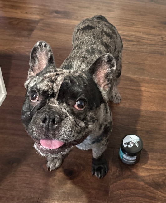 Spotlight on Rocky: The Fresh Breathed Frenchie of Staten Island!