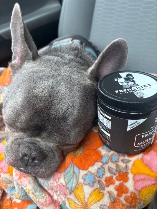 Meet Oliver: A Frenchie Spotlight