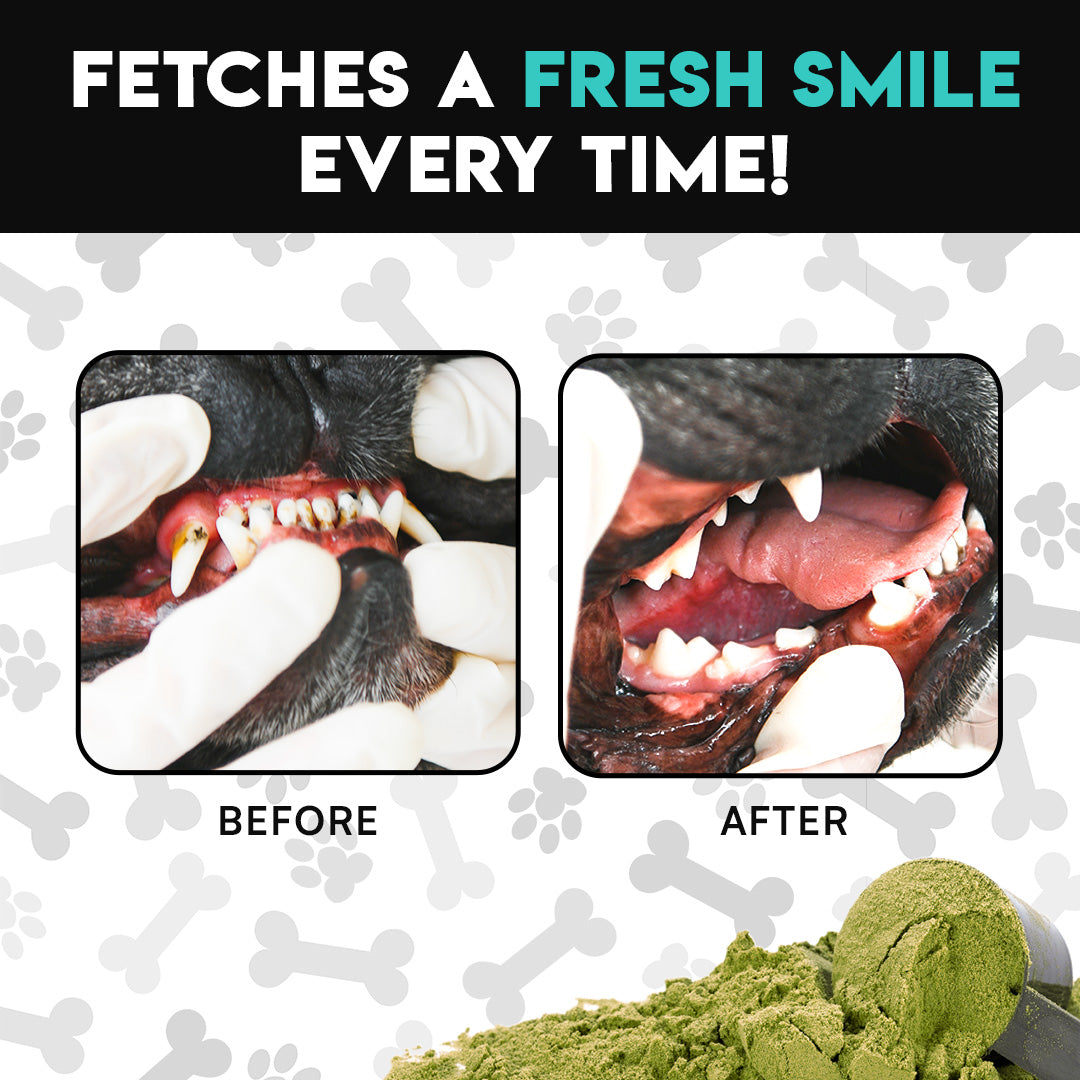 Frenchies vs Plaque & Tartar