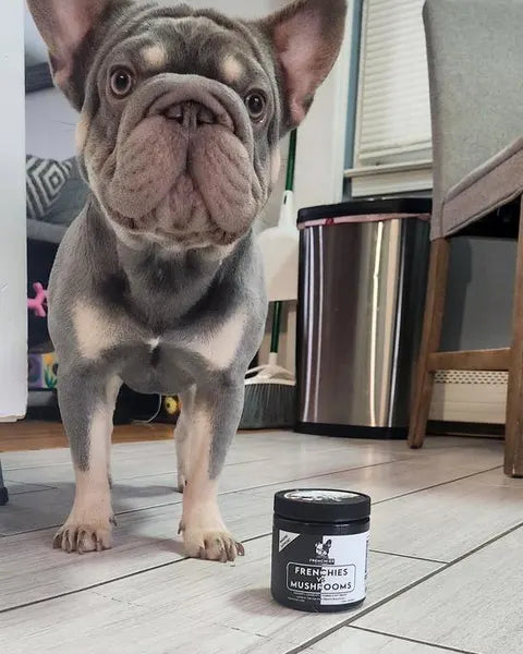 A lilac French Bulldog standing behind a Frenchies vs Mushrooms jar