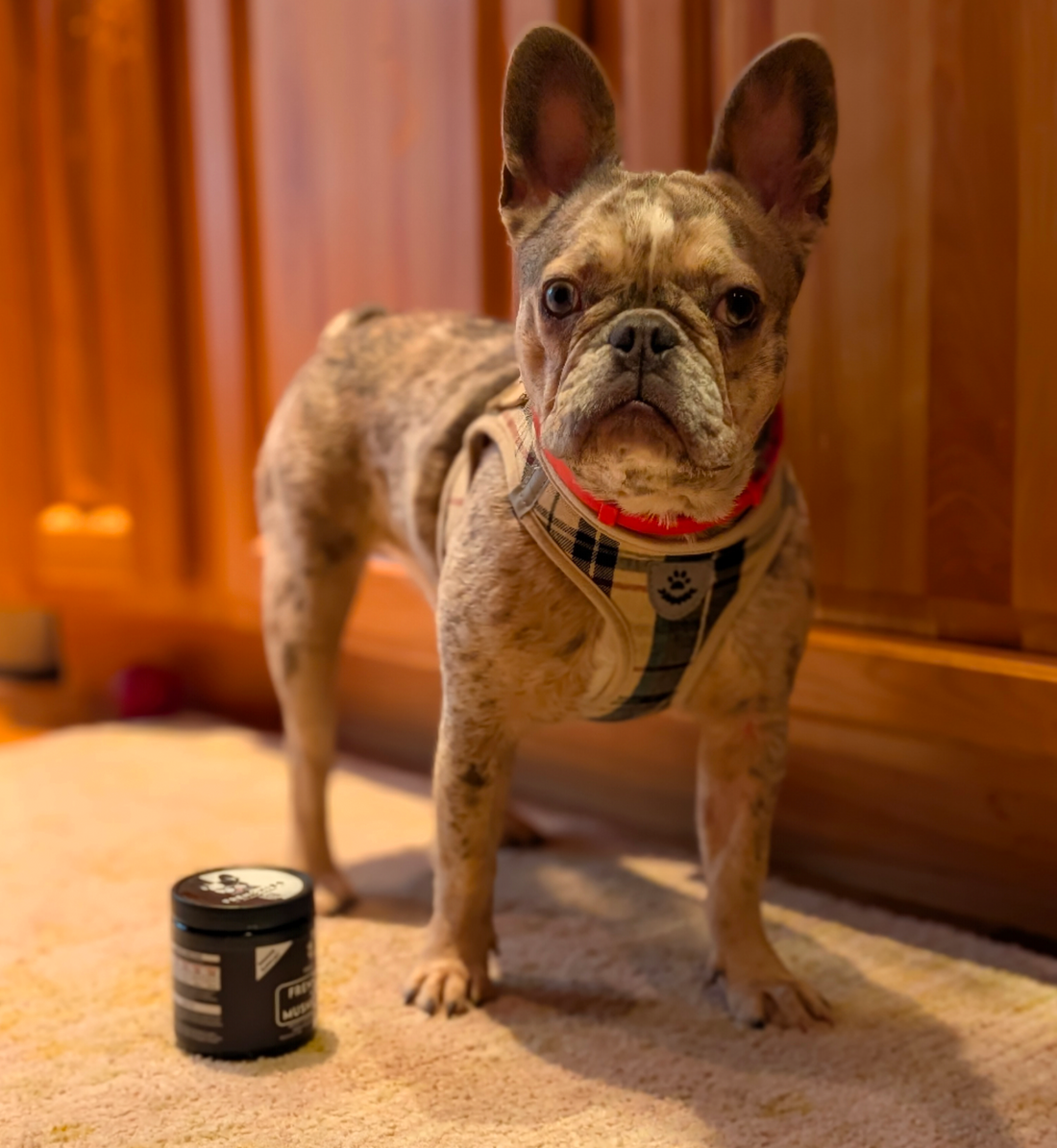 Meet Saphy: A Frenchie Spotlight