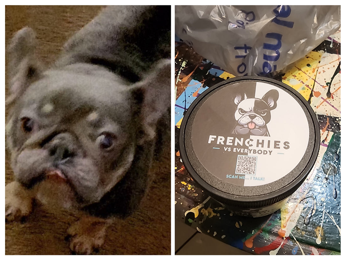 Meet Brooklyn: A Frenchie Spotlight