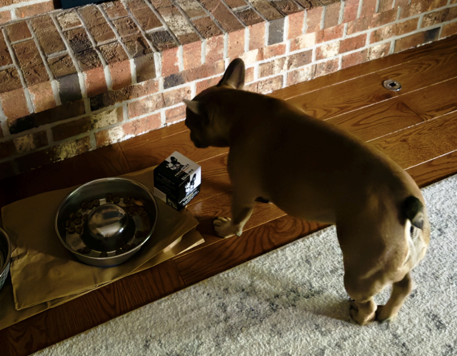 Meet Busya: A Frenchie Spotlight