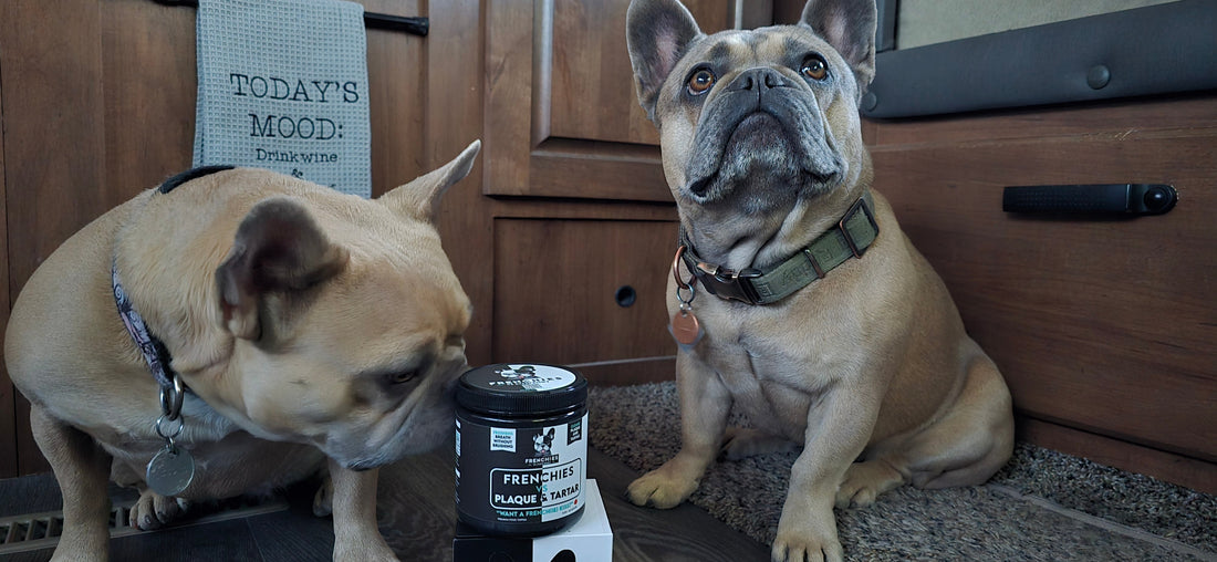 How One Frenchie Mom Said “Bye Bye” to Gas and Gross Breath — Thanks to Mushrooms & Dental Topper
