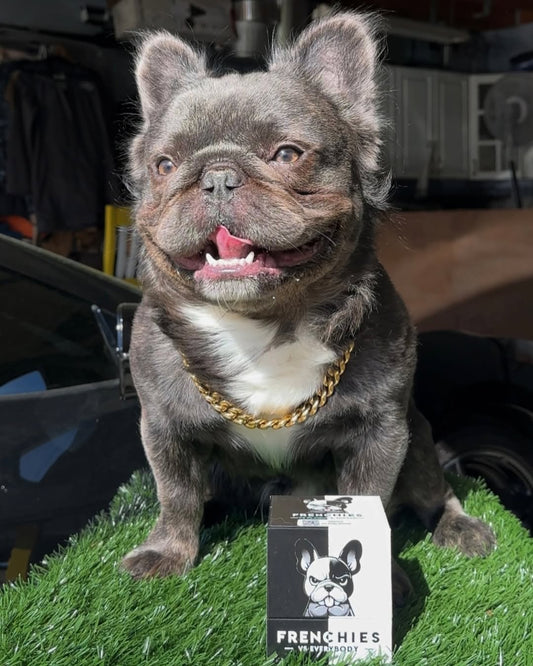 Spotlight on Baloo: A Fluffy Frenchie on a Dental Health Mission