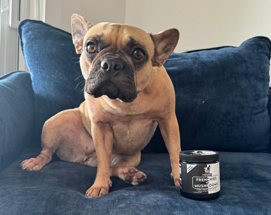Meet Carmelita: A Frenchie Spotlight