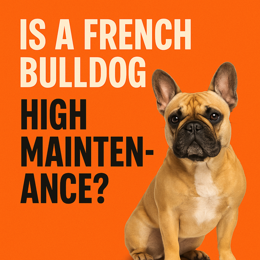 Is a French Bulldog High Maintenance?