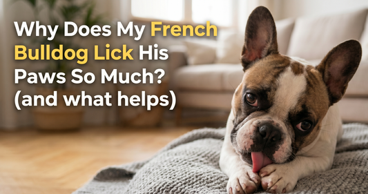 Why Does My French Bulldog Lick His Paws So Much? (and what helps)