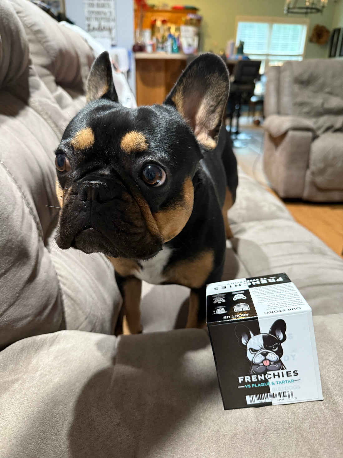 Meet Milo: A Frenchie Spotlight
