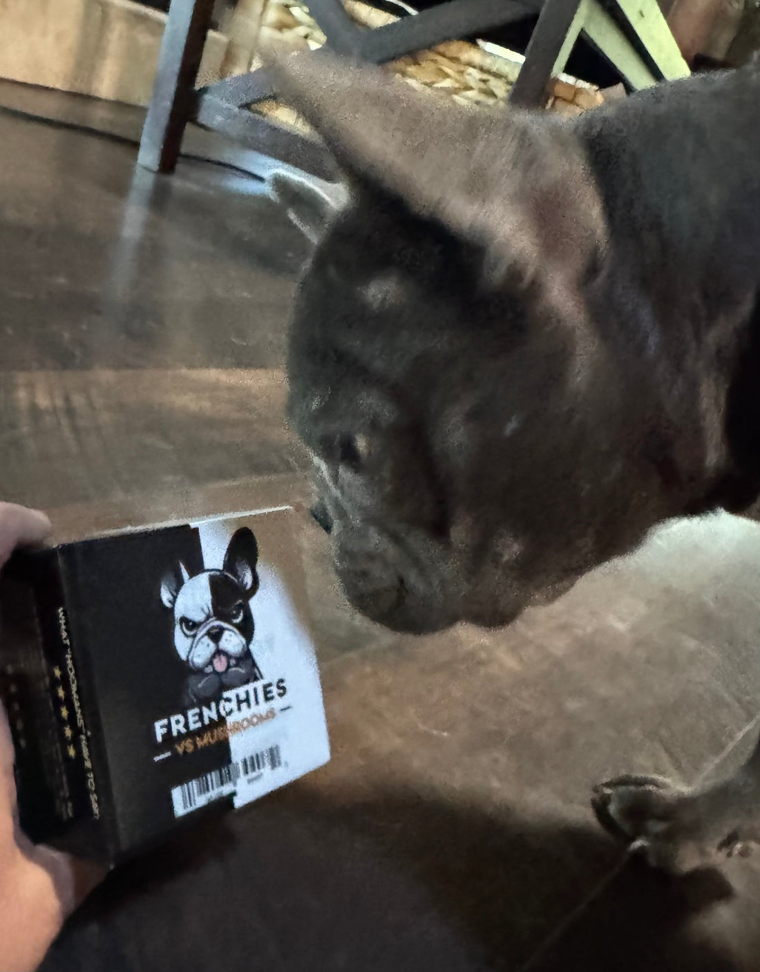 Meet Fiona: A Frenchie Spotlight