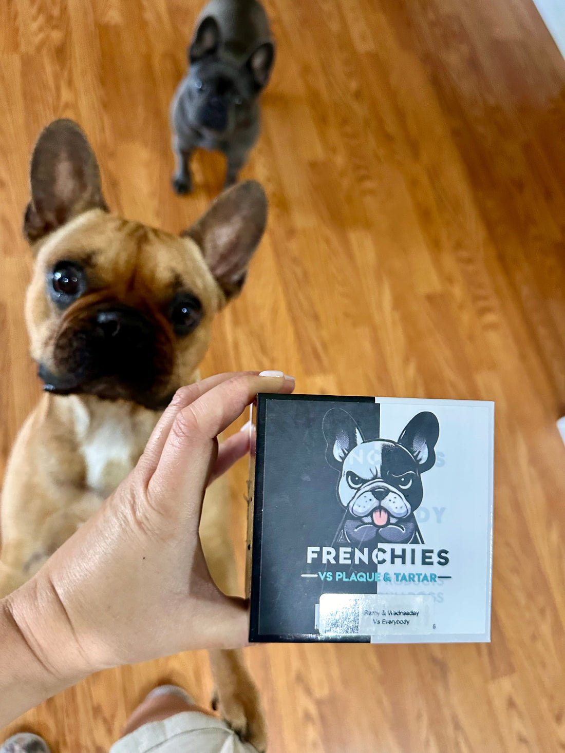 Meet Remy and Wednesday: A Frenchie Spotlight