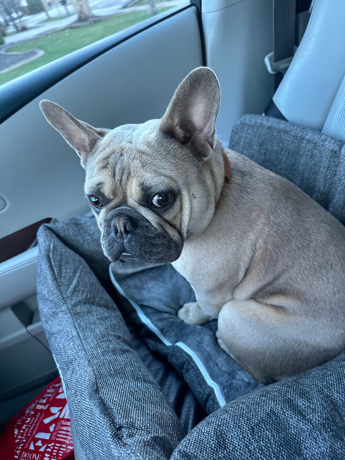 Meet Walter: A Frenchie Spotlight