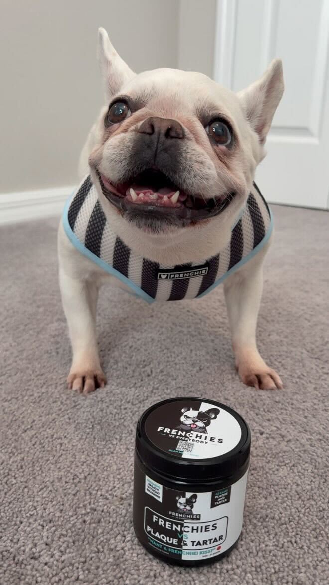 Spotlight on Lola: The Frenchie with Fresh Breath and Big Attitude!