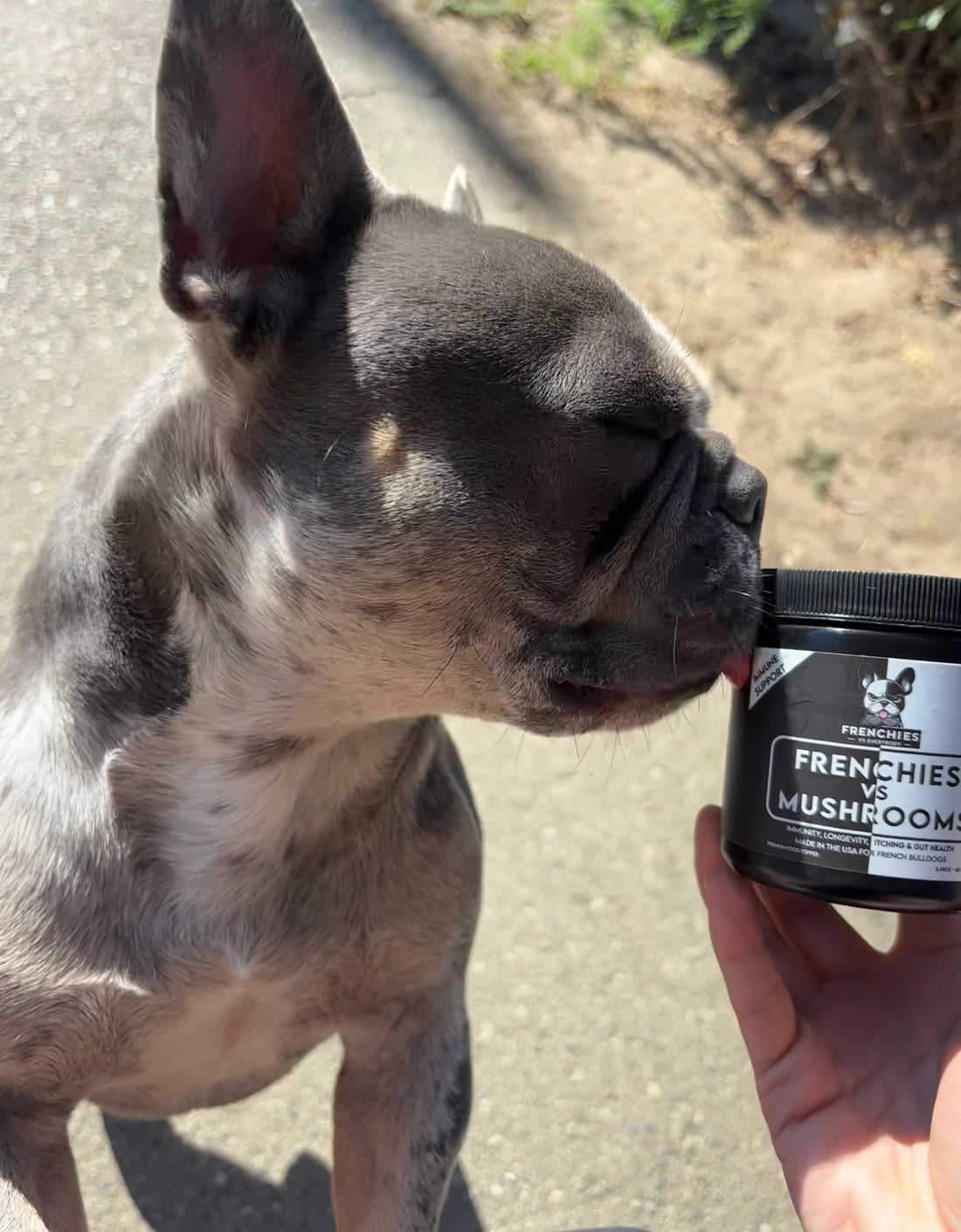 Meet Scrappy: A Frenchie Spotlight