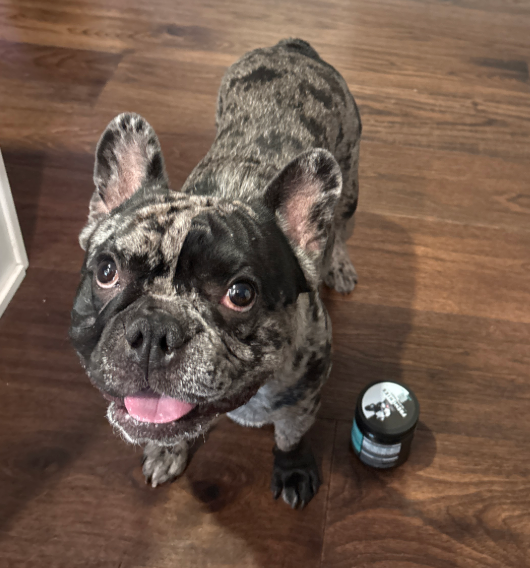 Meet Rocky: A Frenchie Spotlight