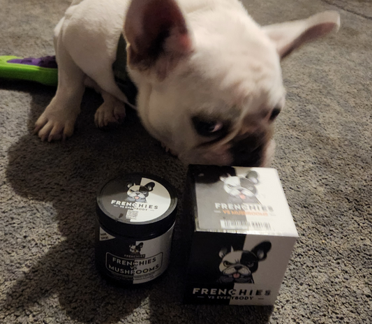 Meet Charlie: A Frenchie Spotlight