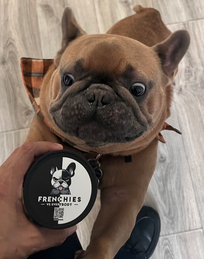 Meet Archie: A Frenchie Spotlight