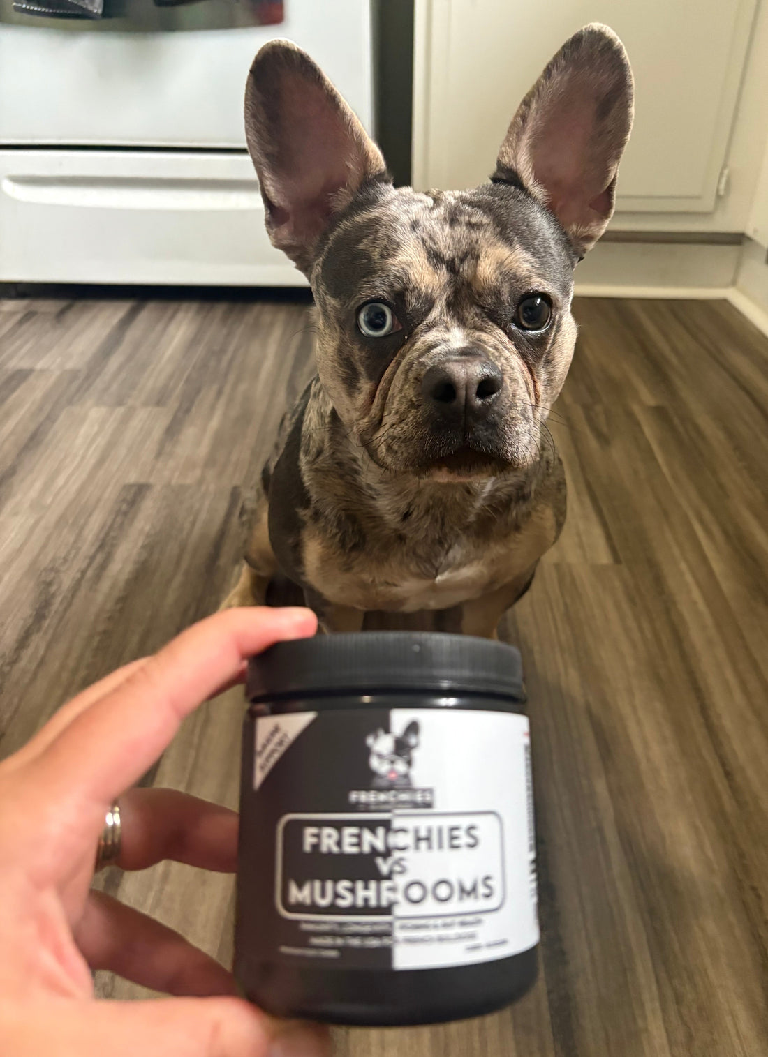 Meet Summer: A Frenchie Spotlight