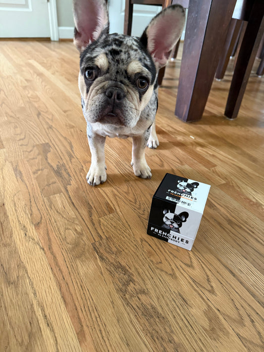 Meet Annabelle: A Frenchie Spotlight