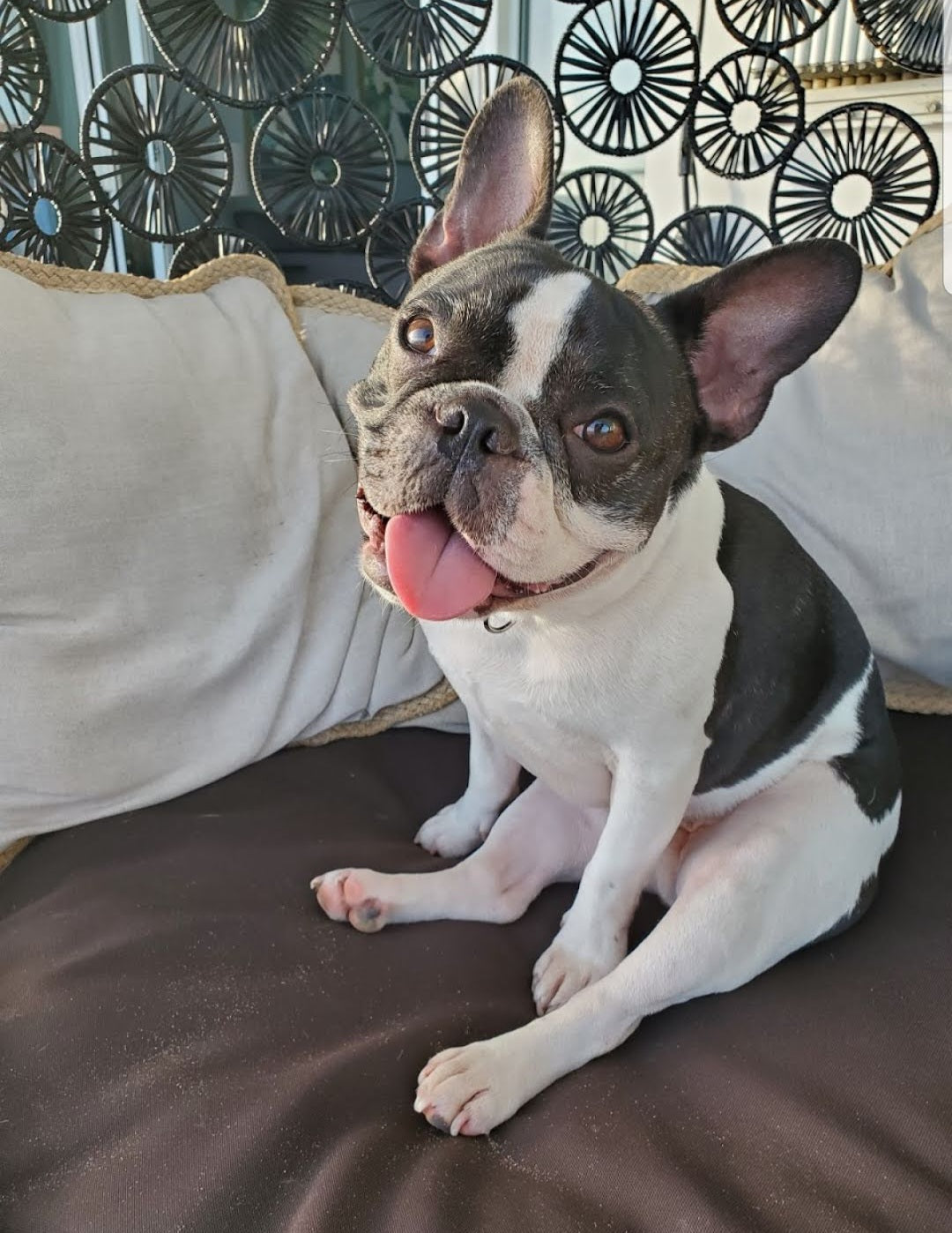 Is A French Bulldog A Good House Dog?