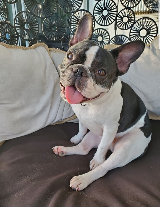 Is A French Bulldog A Good House Dog?