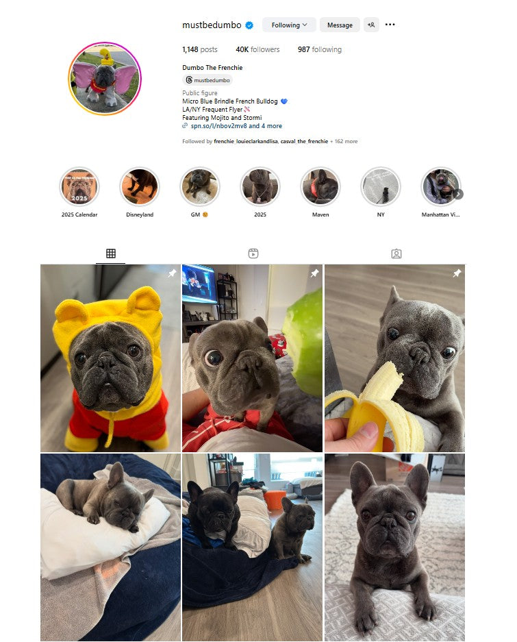 Spotlight on Dumbo: The Frenchie with a Big Personality and an Even Bigger Smile