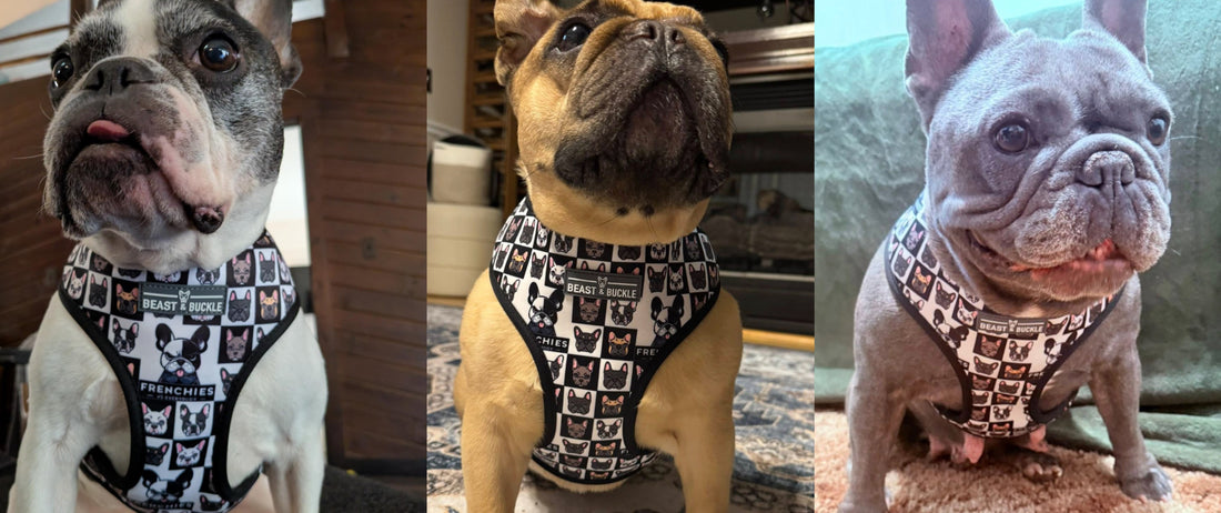 The Beast & Buckle x Frenchies vs Everybody Colab Harness Drop Happens Saturday!