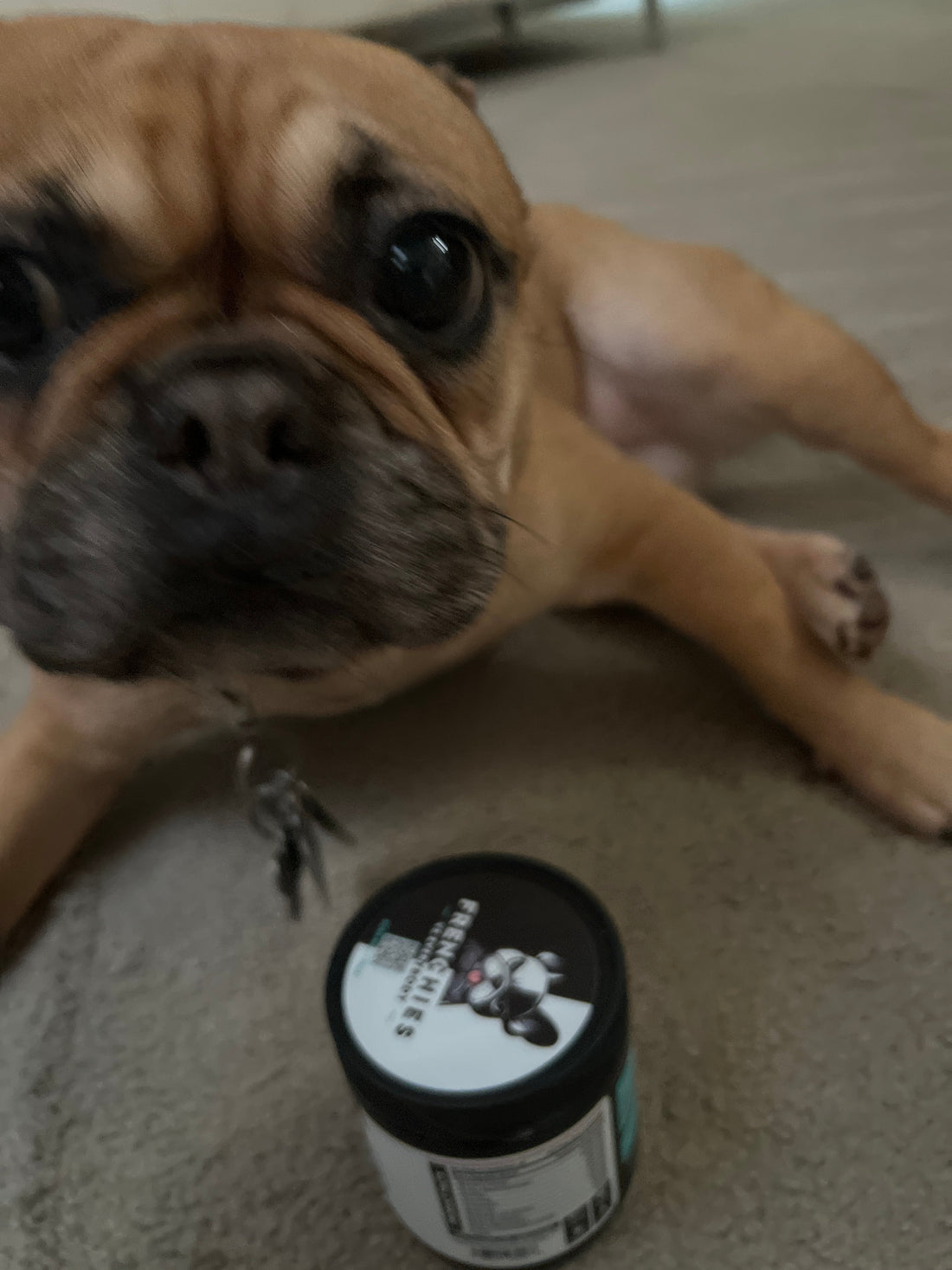 Meet Veno and Furie: A Frenchie Spotlight