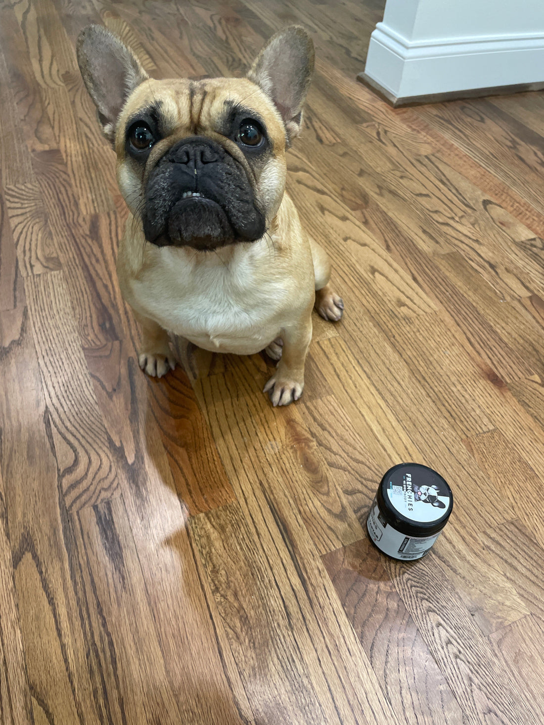 Meet Izzy: A Frenchie Spotlight