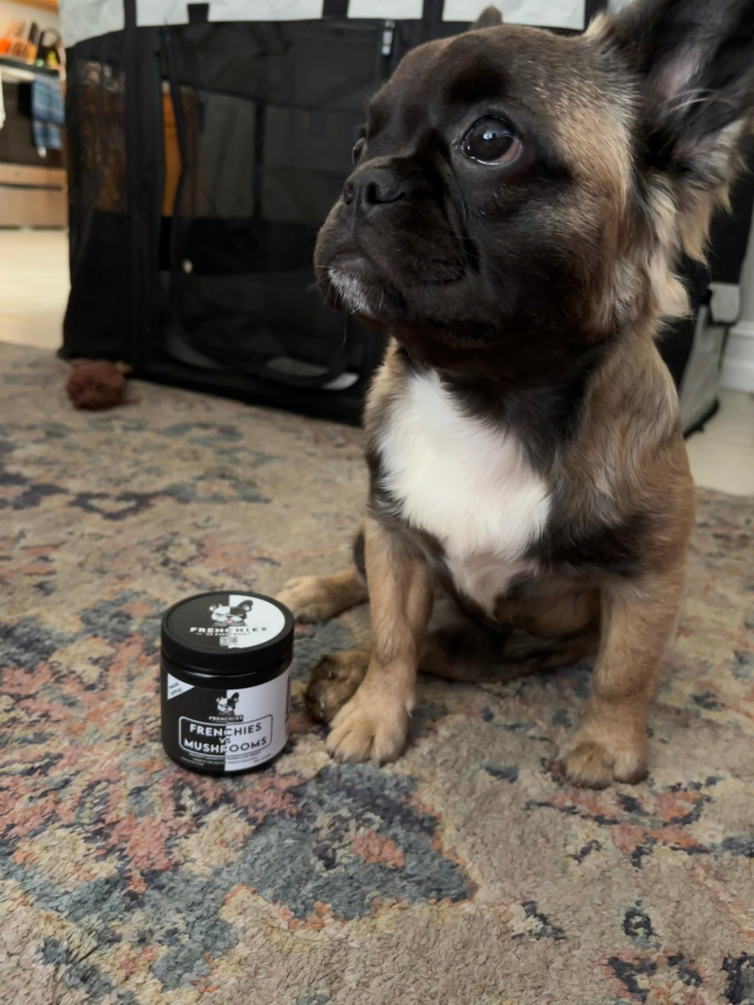 Meet Jasmine: A Frenchie Spotlight
