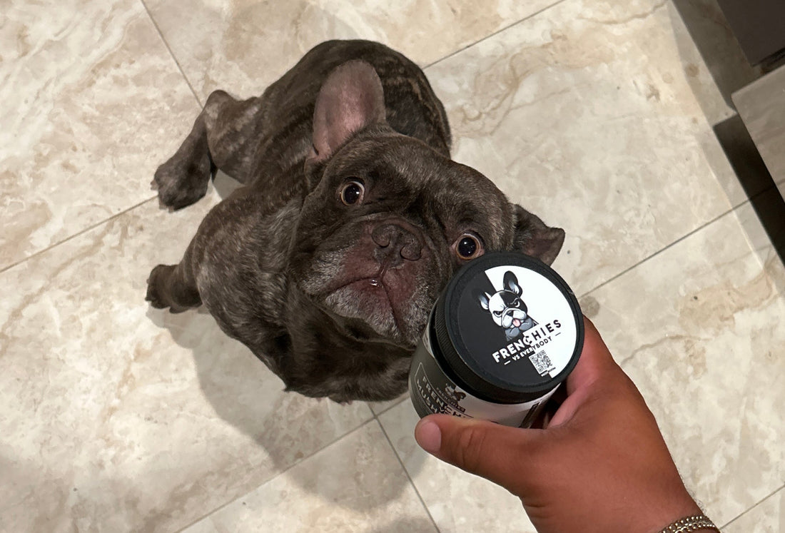 Meet Kodak: A Frenchie Spotlight