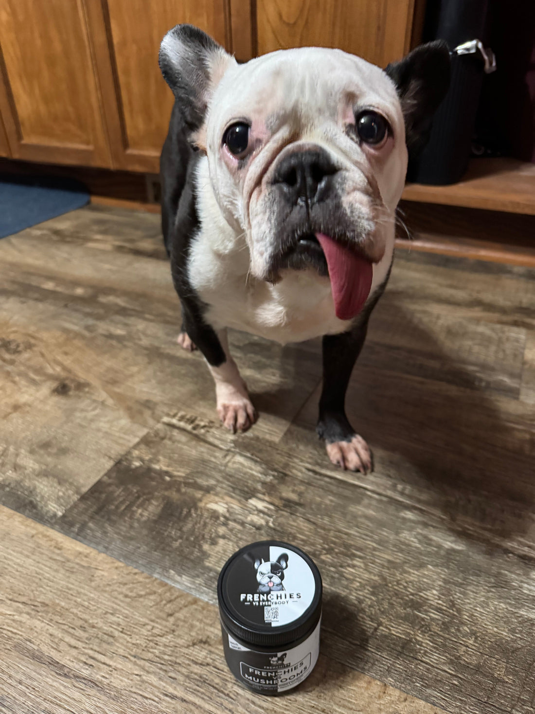 Meet Ozzy, Layla and Travis: A Frenchie Spotlight