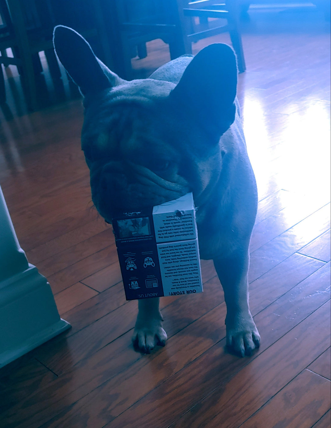 Meet Ruger: A Frenchie Spotlight