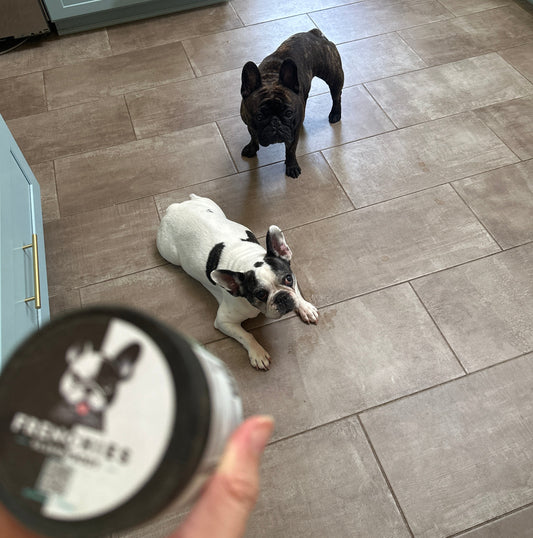 Meet Talon & Dash: A Frenchie Spotlight