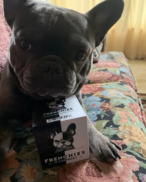 Boogie, a black French Bulldog, resting on a Plaque & Tartar box