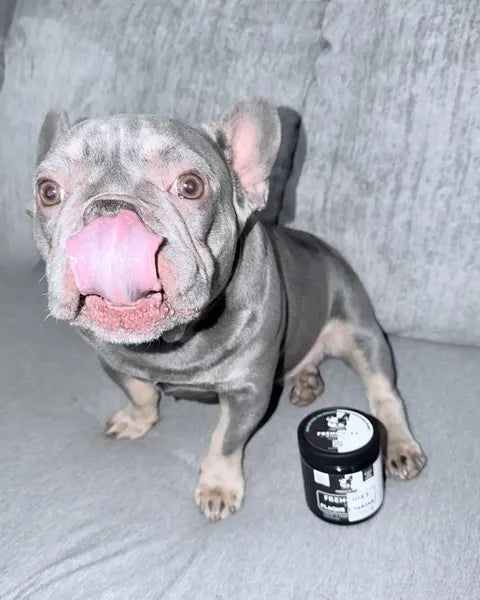 A lilac French Bulldog licking his nose next to a Plaque & Tartar jar