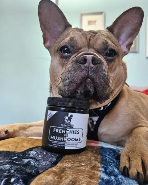 A fawn French Bulldog resting his chin on a Frenchies vs Mushrooms jar
