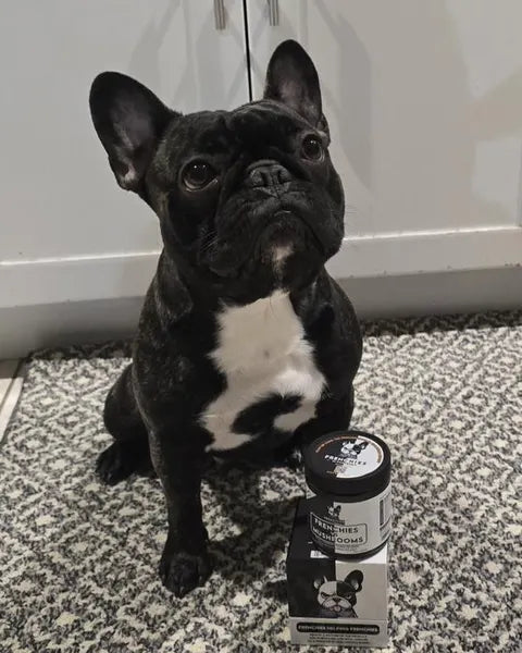 Gronk, a black and white French Bulldog, sitting beside his Frenchies vs Mushrooms box