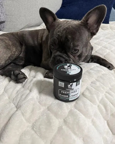 Henri, a lilac French Bulldog, next to his Plaque & Tartar jar