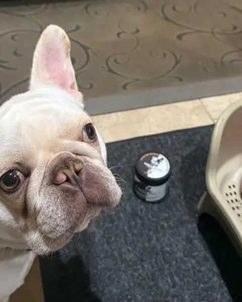 A cream French Bulldog looking up next to a Frenchies vs Mushrooms jar