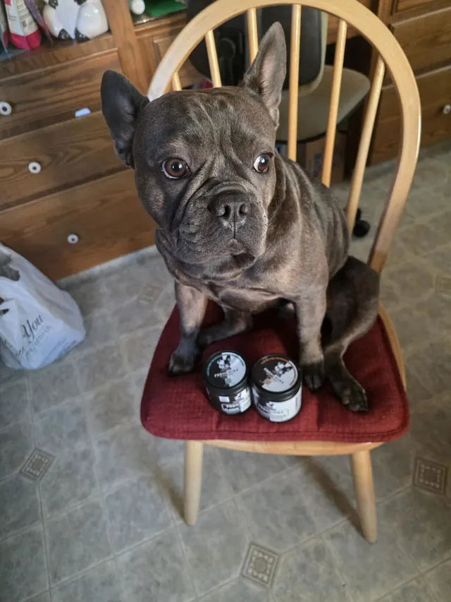 A blue French Bulldog sitting on a chair with both Frenchies vs Everybody jars